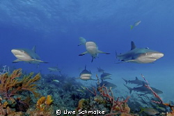 Among sharks - 
These caribbean reef sharks I've taken o... by Uwe Schmolke 